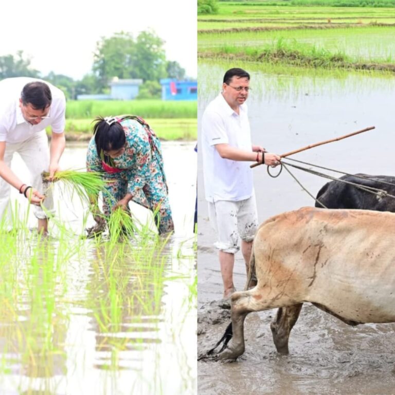 सीएम धामी ने खटीमा में की धान रोपाई, किसानों के श्रम को किया नमन