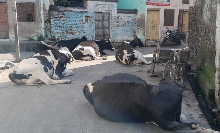 काशीपुर नगर क्षेत्र में गाय और सांडों की बढ़ती संख्या से स्थानीय लोगों की बढ़ी दुश्वारियां
