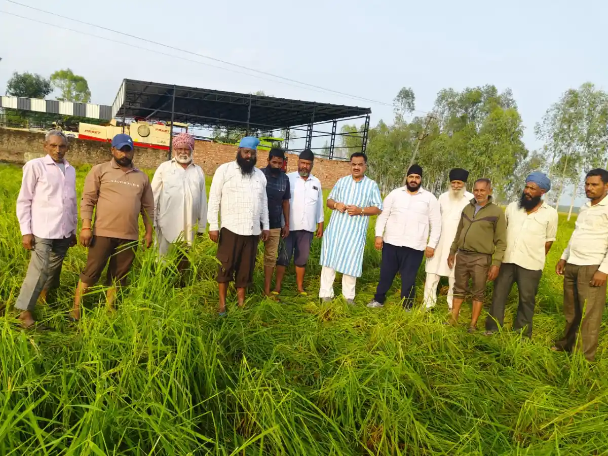 ओलावृष्टि से बर्बाद धान की फसल का पूर्व विधायक ठुकराल ने लिया जायजा रुद्रपुर।